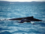 australia - humpback whales.jpg